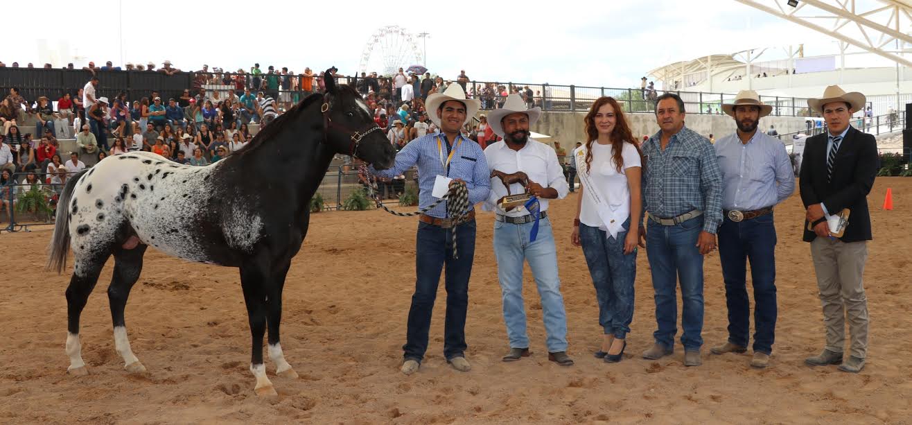 El reconocimiento a los Mejores Ejemplares hembra y macho de Caballos Pintos fueron para Cuadra T Chávez del estado de Aguascalientes
