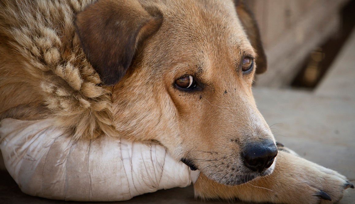 Cada fractura debe ser tratada de manera diferente en la mascota. (Especial)