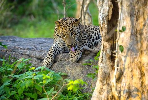 Hay una búsqueda en curso para capturar y matar al leopardo.