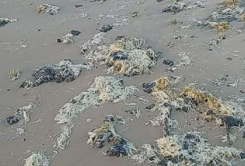 Playa Tesoro contaminada.