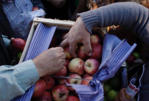 Productores de manzana de Coahuila afectados por granizada conocieron los beneficios a los que accederán. (AFP)