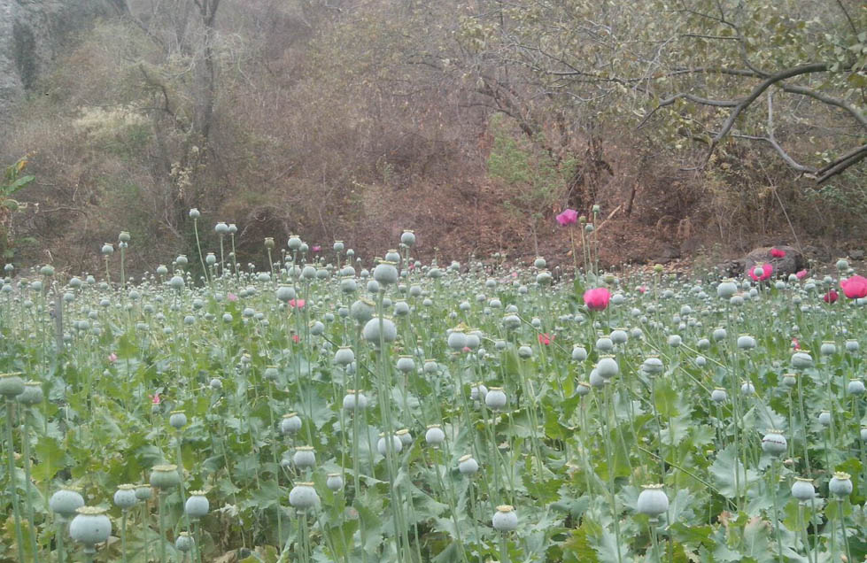 La amapola ha venido a trastocar la tranquilidad de la sierra (Agustín del Castillo).