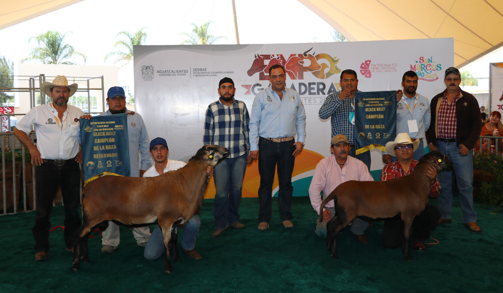 Los galardones de Campeón y Campeona Nacional de la Raza Black Belly fue para Granja San Andrés