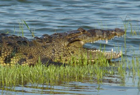 Los cocodrilos empezaron a aparecer hace ya algunos años en la Laguna del Carpintero, donde uno fue bautizado como 'Juancho' y de ahí ya mucha gente d