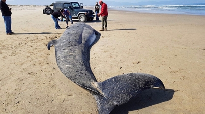 El cuerpo de la ballena fue encontrado en la playa la Bahía de Todos los Santos. (Notimex)