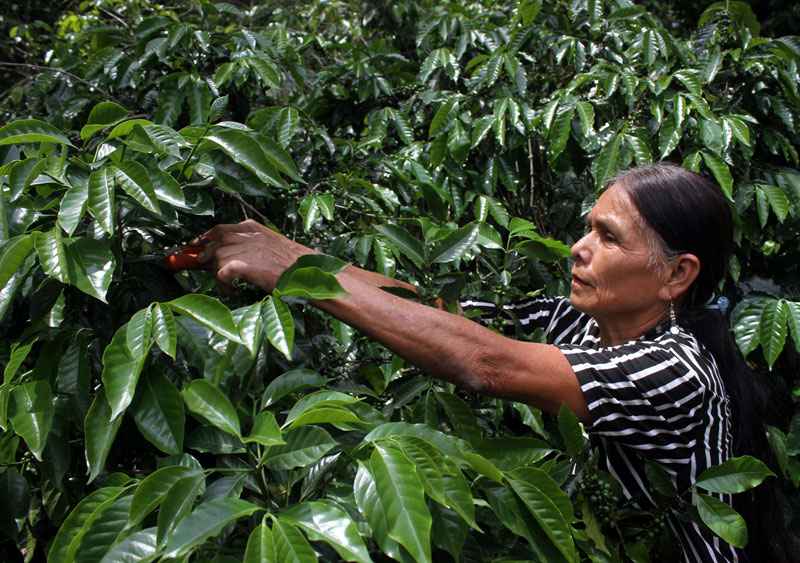 En la entidad se siembran 3 mil 700 hectáreas de café. (Archivo)