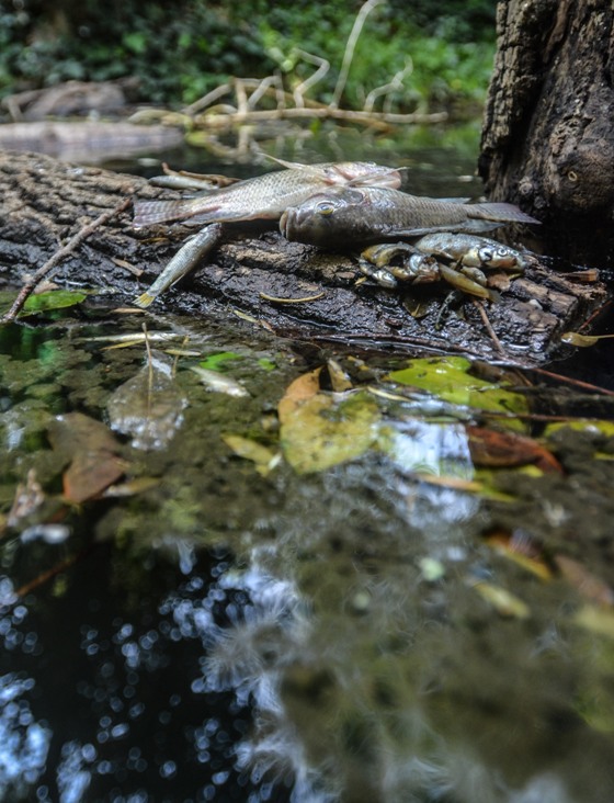 Los peces serán sacados cada seis meses para evitar la sobrepoblación. (Cuartoscuro)