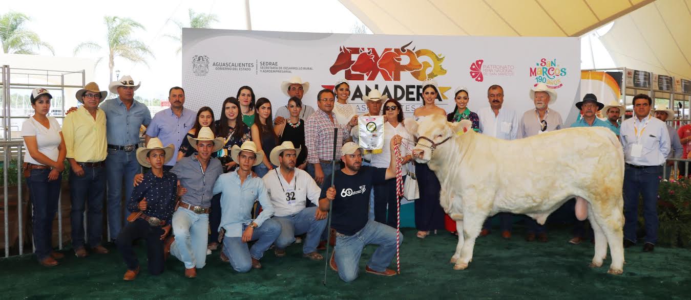 El ganado Charolais es originario de Francia y se ha adaptado desde hace 65 años prácticamente en todo el país.