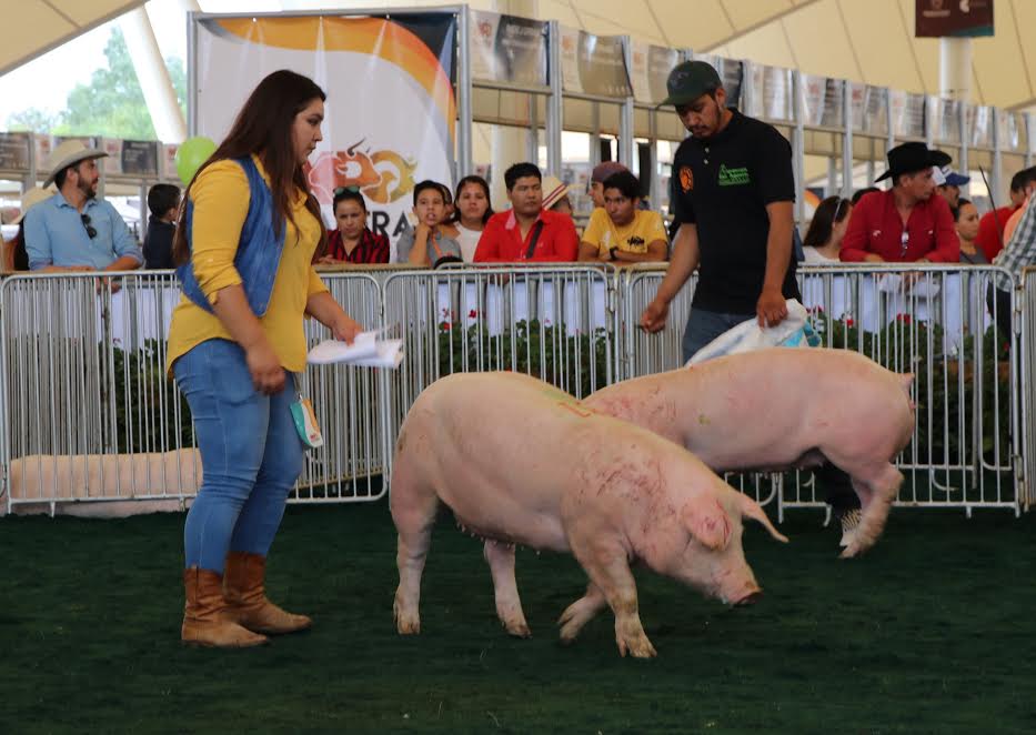Este año se presentó una muestra nacional de esta especie, con la participación de los mejores ejemplares del país.