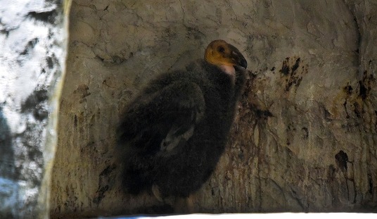 El polluelo nació el 11 de febrero de 2018 y fue llamado “Paipai”, en honor al territorio donde habita de manera natural su especie en Baja California