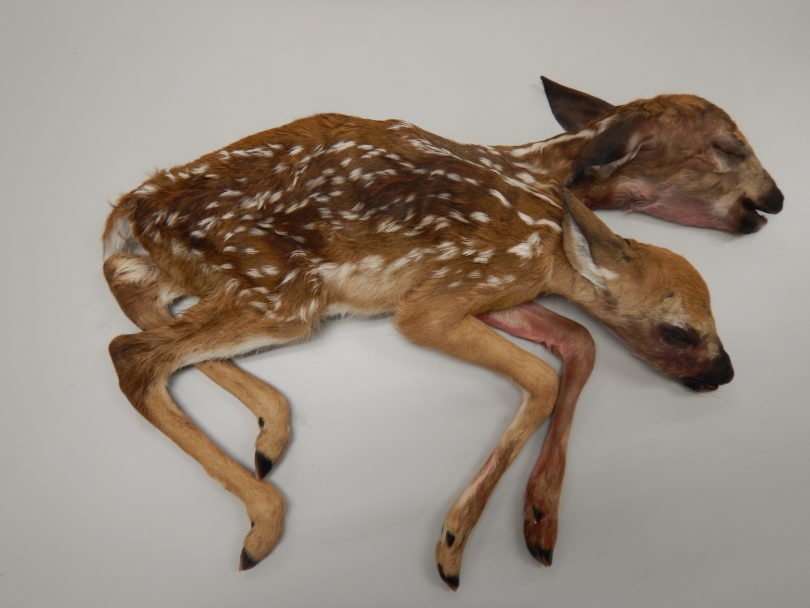 Los dos ciervos que compartían cuerpo nacieron muertos, pero a término.