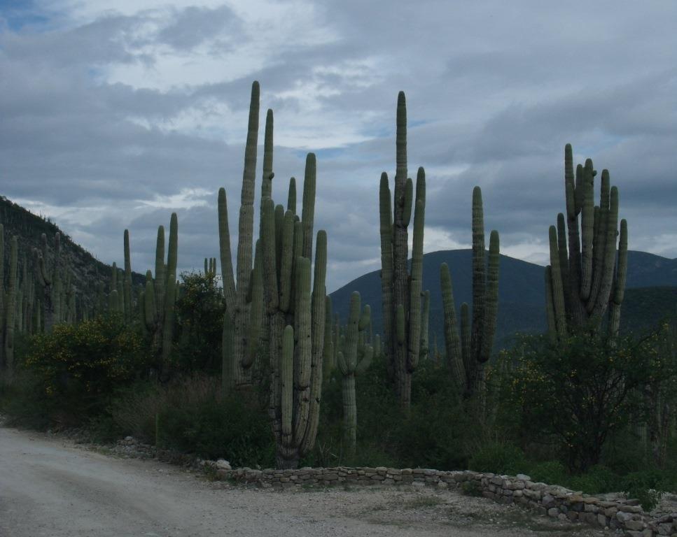 A nivel nacional de las más de mil 600 especies de aves el 16% son endémicas y el 30% son migratorias.