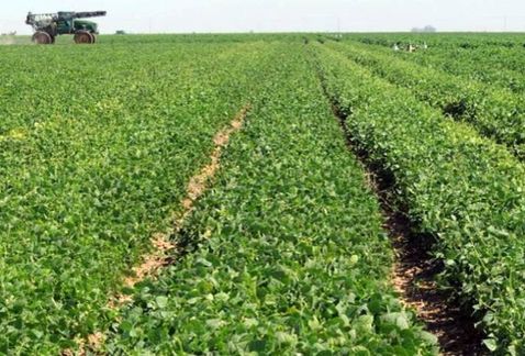 Productores de oleaginosas (Cortesía)