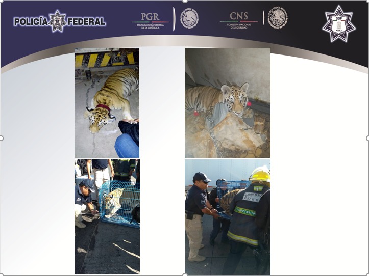 Un tigre fue hallado en la casa cateada, la cual pertenece al supuesto líder de banda de huachicoleros. (Especial)