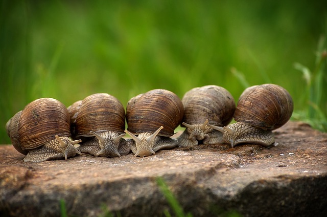 Los recuerdos de un caracol fueron transferidos a otro mediante una inyección de ARN.