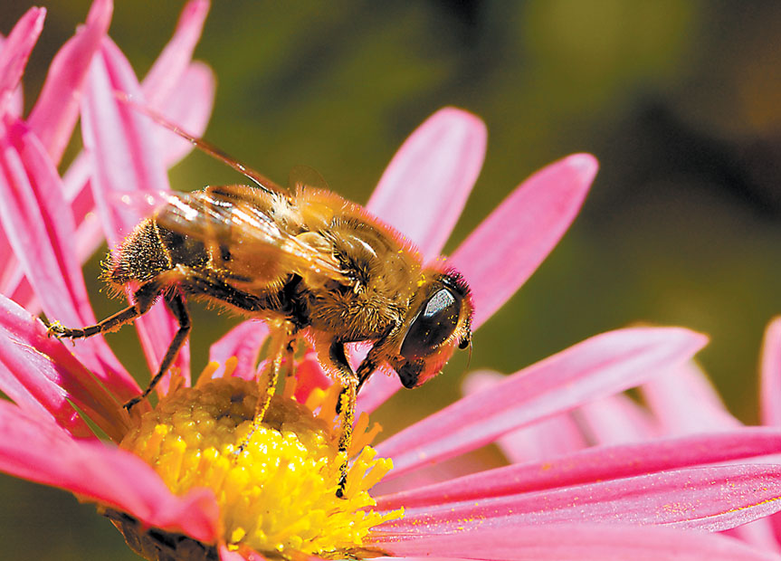Un voluntariado que ayude a abejas abarca desde el cuidado del medio ambiente hasta el combate a la pobreza.  (Shutterstock)