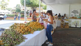 La primera fiesta de la ciruela inició ayer por la tarde en la plaza principal del municipio de Tequila. (Gustavo Rodríguez)