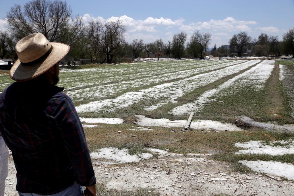 Las granizadas que se han presentado en Tlaxcala han causado afectaciones en cultivos de maíz. (Agencia Enfoque)