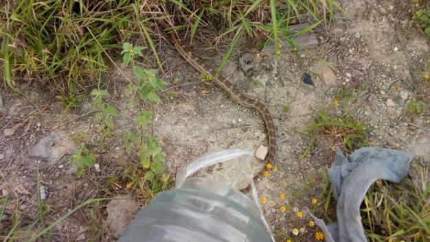 El intendente atrapó la víbora, la metió en una botella. (Foto: Leyda Estrada)