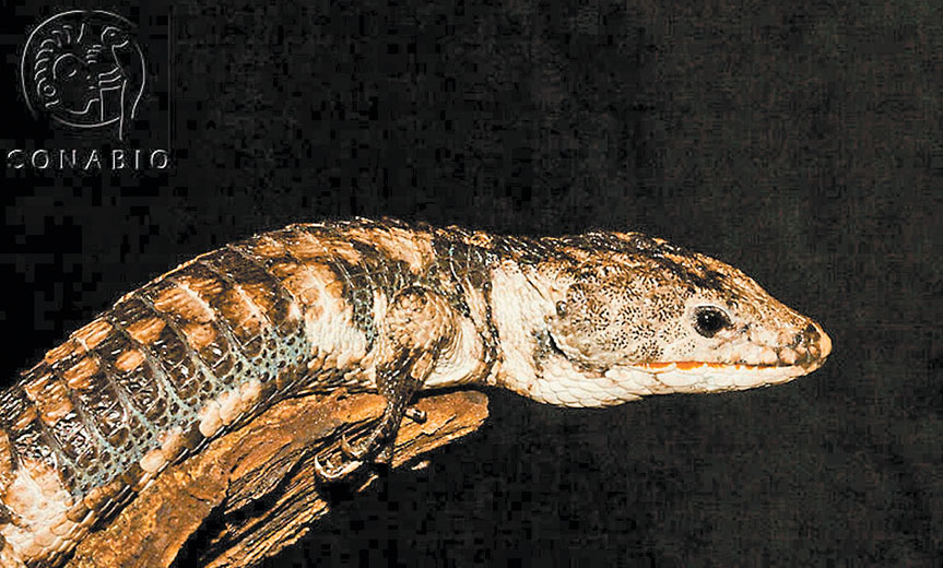 Lagartijas del género ‘Abronias’. (Especial)
