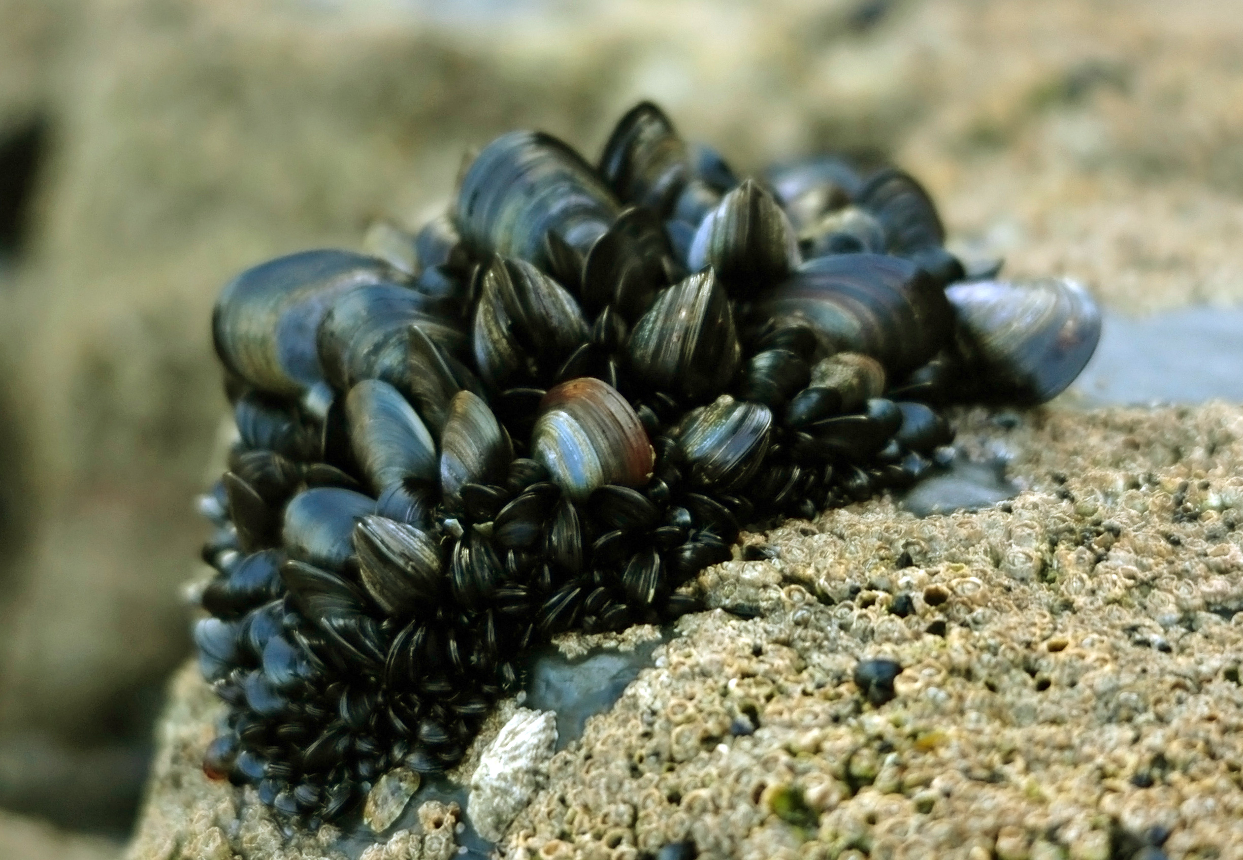 Los mejillones no metabolizan las sustancias químicas y por eso son perfectos para investigar los contaminantes en el agua. (Foto: Wikicommons)