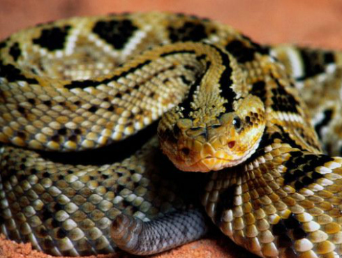 En los últimos 10 años no se ha registrado decesos por mordedura de serpiente. (Especial)