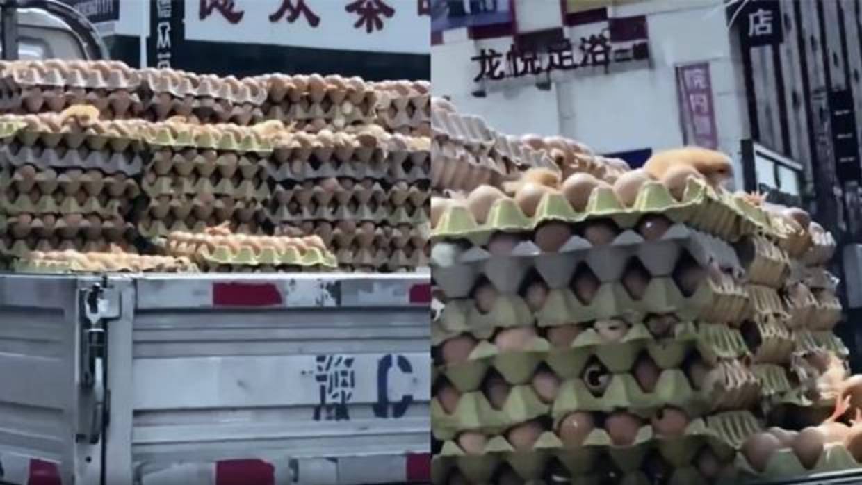 ¿El calor fue la causa del nacimiento de estos pollitos? He ahí la pregunta del millón (Imagen: Especial).