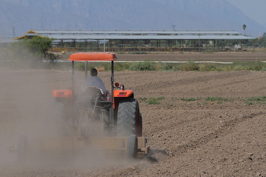 Los trabajadores del campo esperan que el estrés en los cultivos por el calor, no arruine por completo su trabajo. (Milenio Digital)