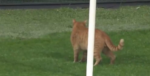 UEFA multa a Besiktas por culpa de un gato (Twitter)