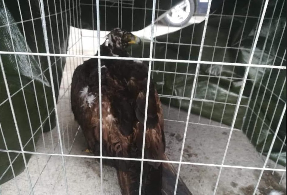 Se trata de un ejemplar hembra adulta de águila real, con un peso de 4.3 kg. (Cortesía)