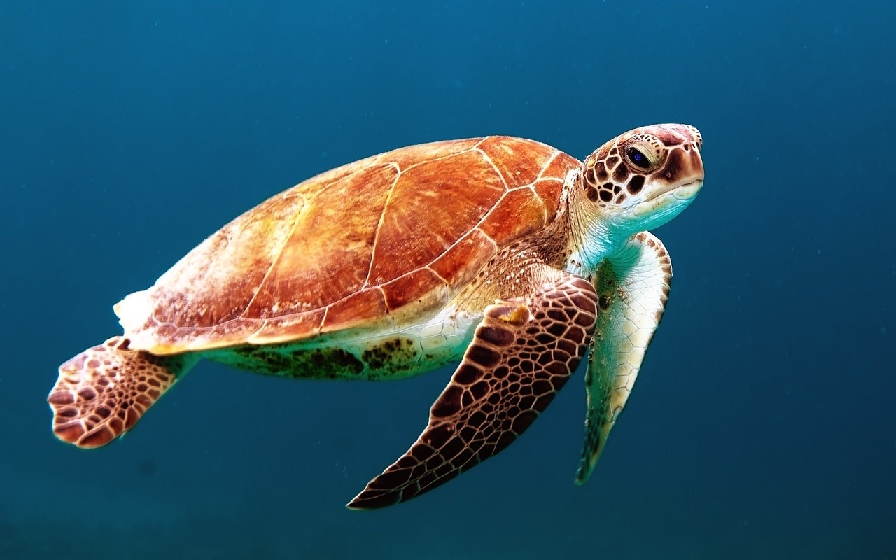 Los océanos son el hogar de una enorme variedad de formas de vida animal y vegetal.