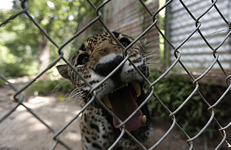Este jaguar macho vivía en cautiverio en la comunidad de Santa Cruz del Tuito (Nacho Reyes)