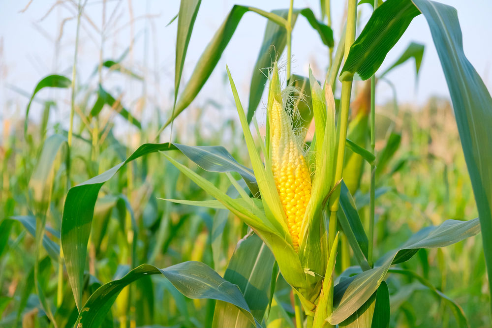 Los cultivos de maíz serían los primeros en sentir los efectos del cambio climático. (Foto: Shutterstock)