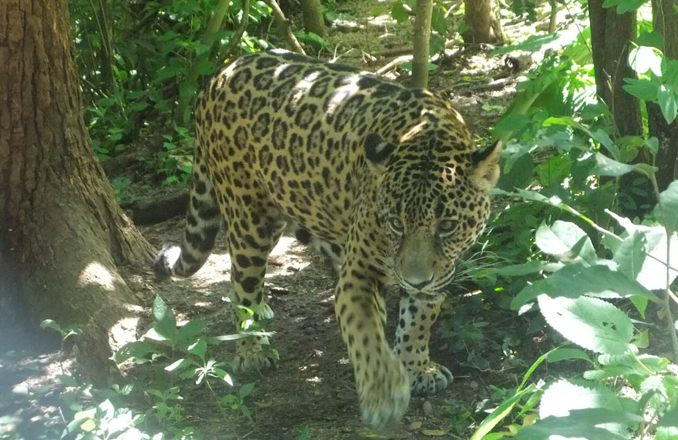 Si se acaban los jaguares en México impacta en la función de los ecosistemas (Especial)