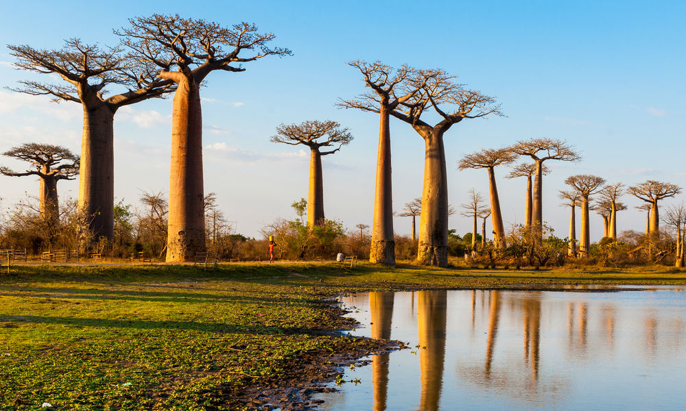 Los científicos ignoran la causa de la muerte de los baobabs. (Shutterstock)