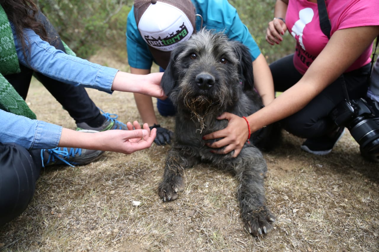 Descendieron cerca de 100 metros en el tiro de mina para poder sacar a los perros con bien. (Jorge Sánchez)