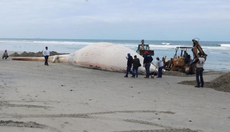 La ballena fue hallada muerta y enterrada en el lugar el pasado 19 de junio. (Especial)