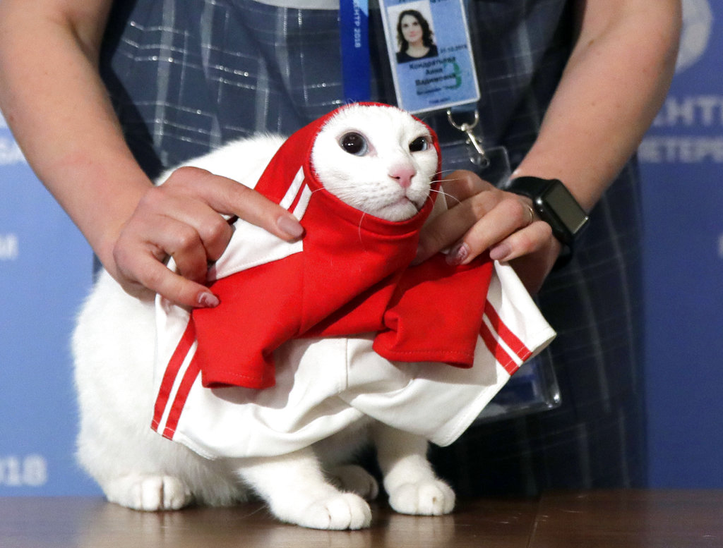 El Gato Achilles predijo la victoria de Rusia sobre Arabia Saudita (Foto: AP).