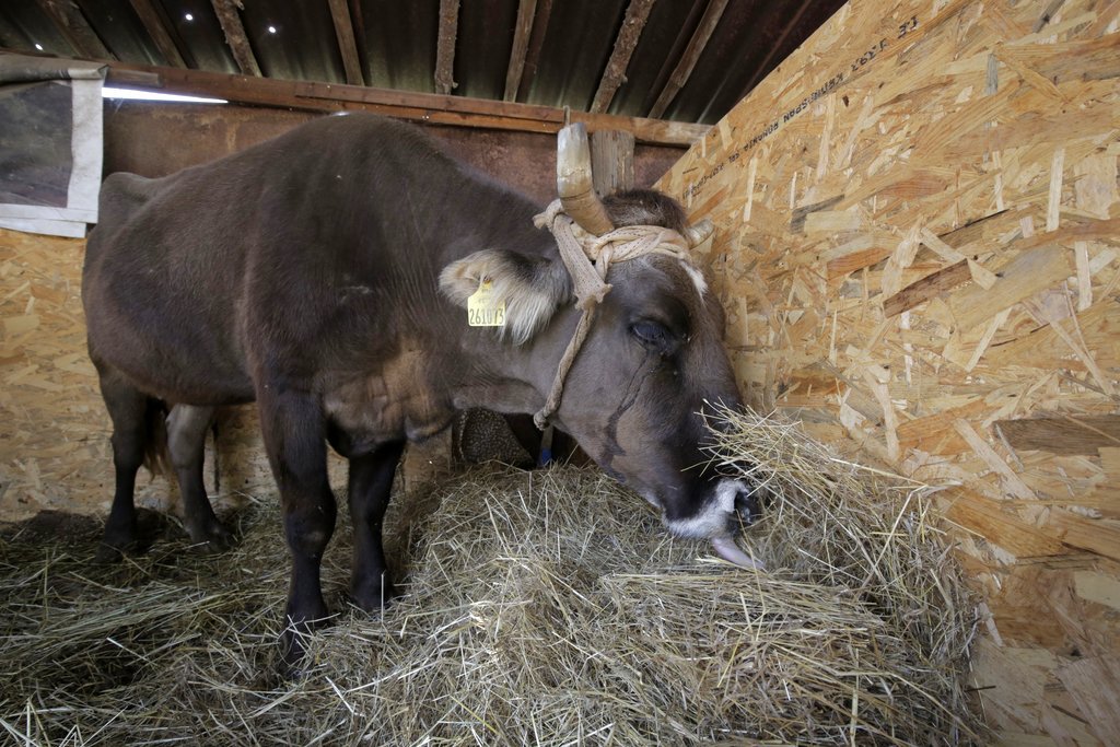 La vaca Penka se encuentra en cuarentena en el pueblo Kopilovtsi, Bulgaria. (AP)