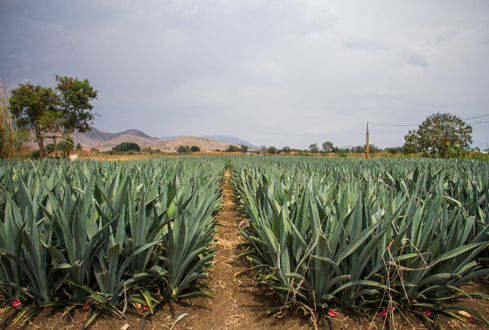 La afluencia del turismo en México ha incidido positivamente en la difusión de la cultura del mezcal.