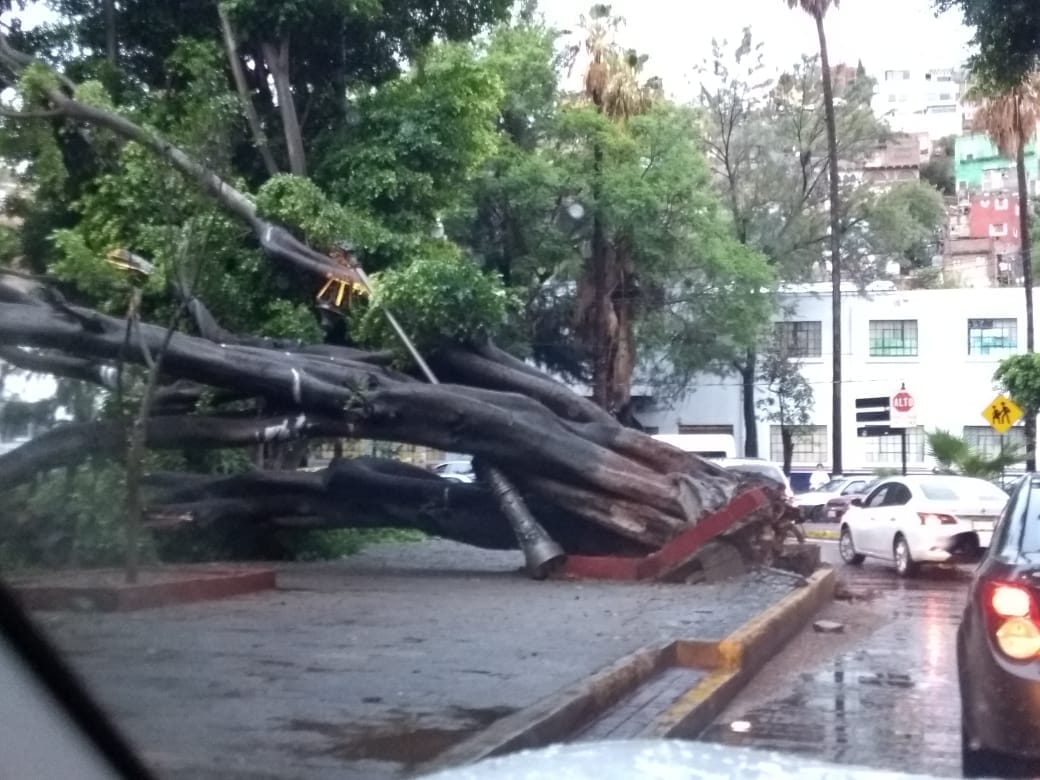Cae árbol centenario en la capital de Guanajuato. (Foto Carlos Olvera)