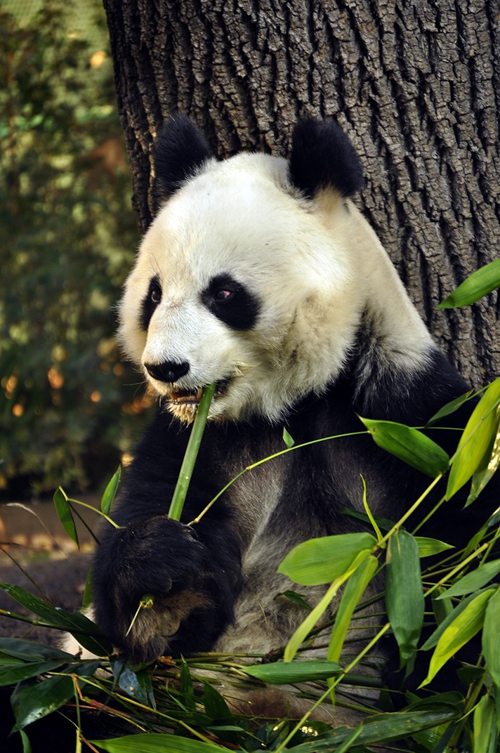 El Zoológico de Chapultepec es el único en América Latina que tiene a esta especie y fue el primero en reproducirla fuera de la República Popular China.
