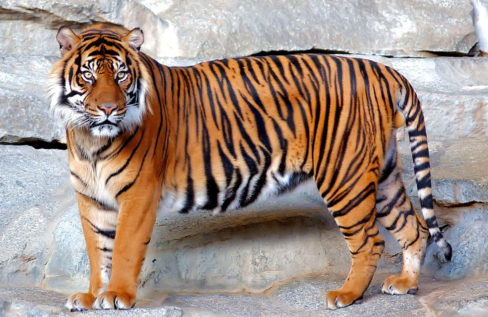En los comienzos de esta década, a nivel mundial, había 2,300 tigres (Especial)