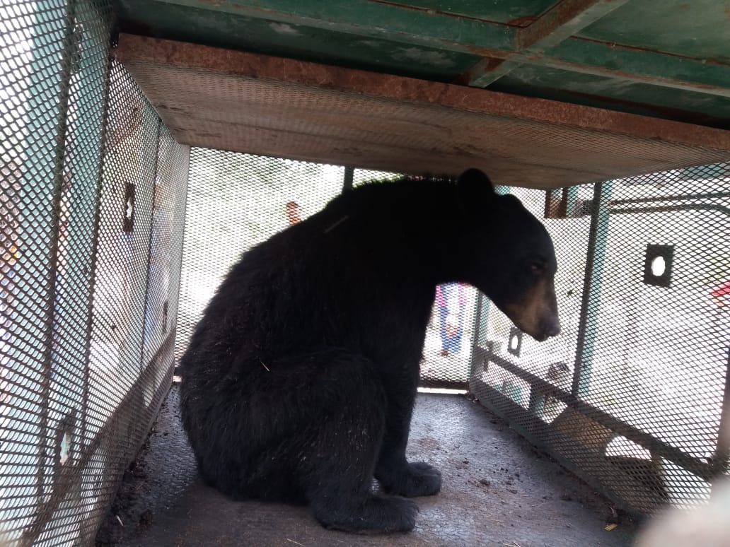 El oso se encuentra en perfecto estado. (Especial)