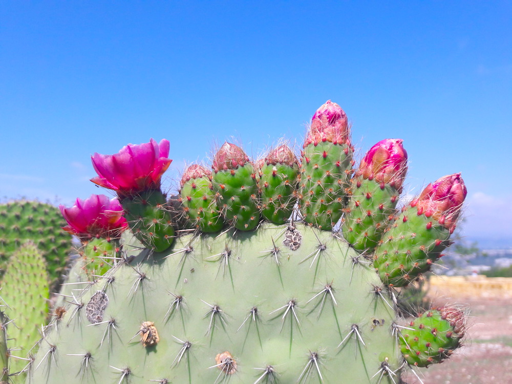 Flores de nopal. (David Cortina)