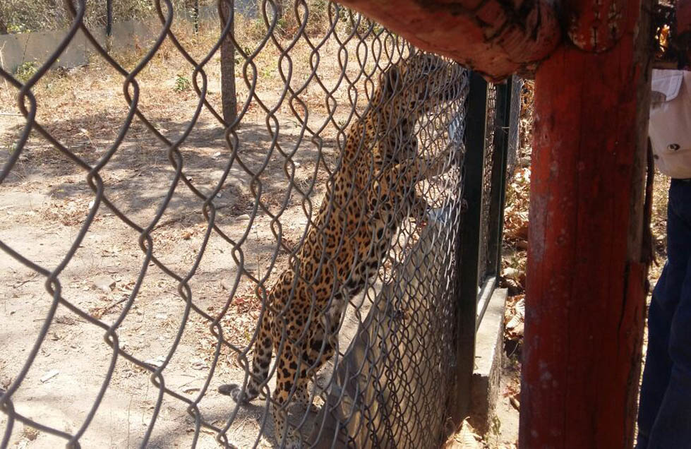 La presencia de caminos puede elevar indirectamente la mortalidad de la fauna, incluído en ella el jaguar (Especial).