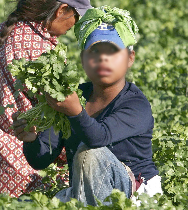 En condiciones ocultas, la mayoría de los niños trabajadores. (Notimex)