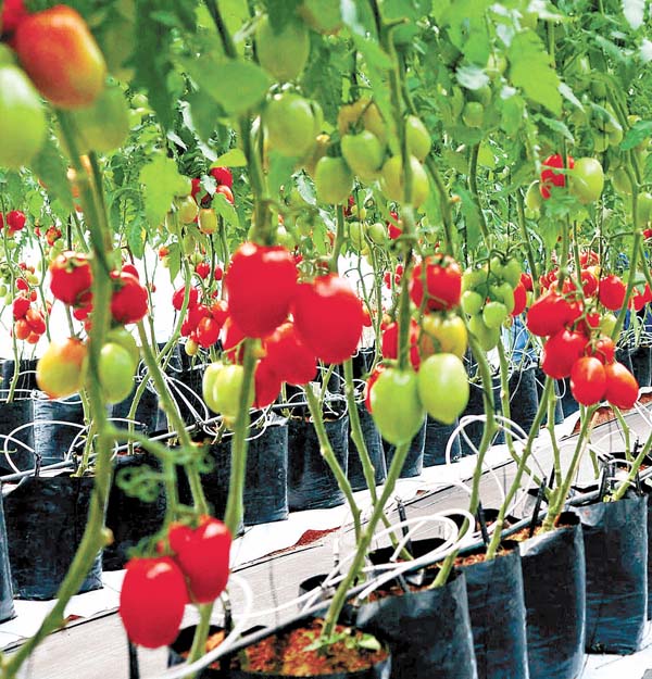 Las plantas tardaron entre siete y 12 días en dar su fruto.