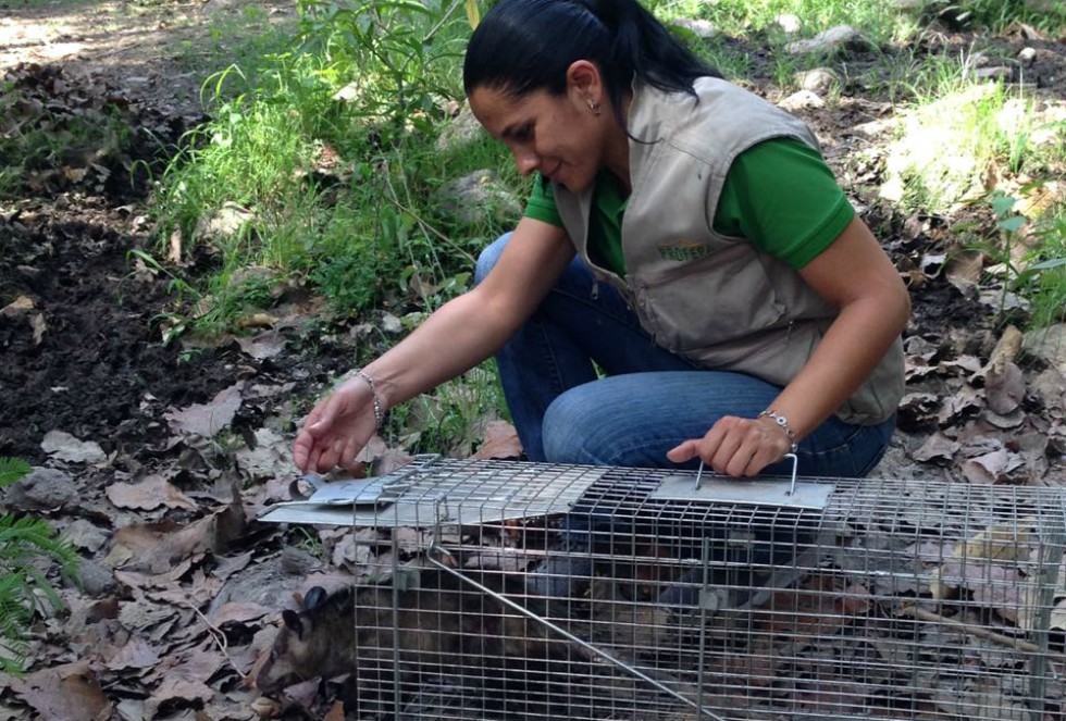 La Profepa liberó 27 ejemplares de vida silvestre en el Área de Protección de Flora y Fauna “Bosque La Primavera”. (Cortesía)