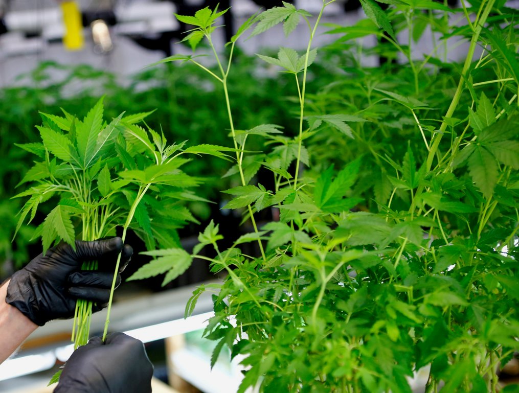 Advierten rezago de Cofepris en otorgamiento de permisos para uso de cannabis